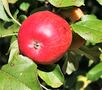 Werder - Details - Apfel.jpg